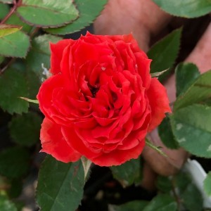 FIRE PRINCESS (miniature)